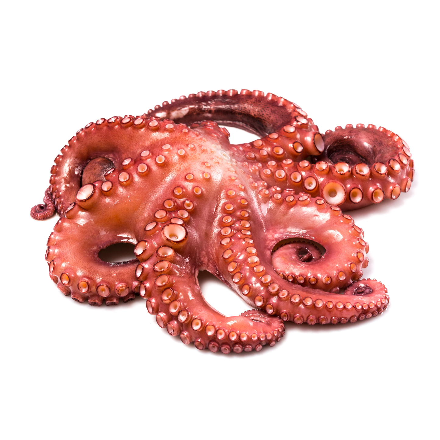 Frozen Octopus Whole approx. 4.9 kg