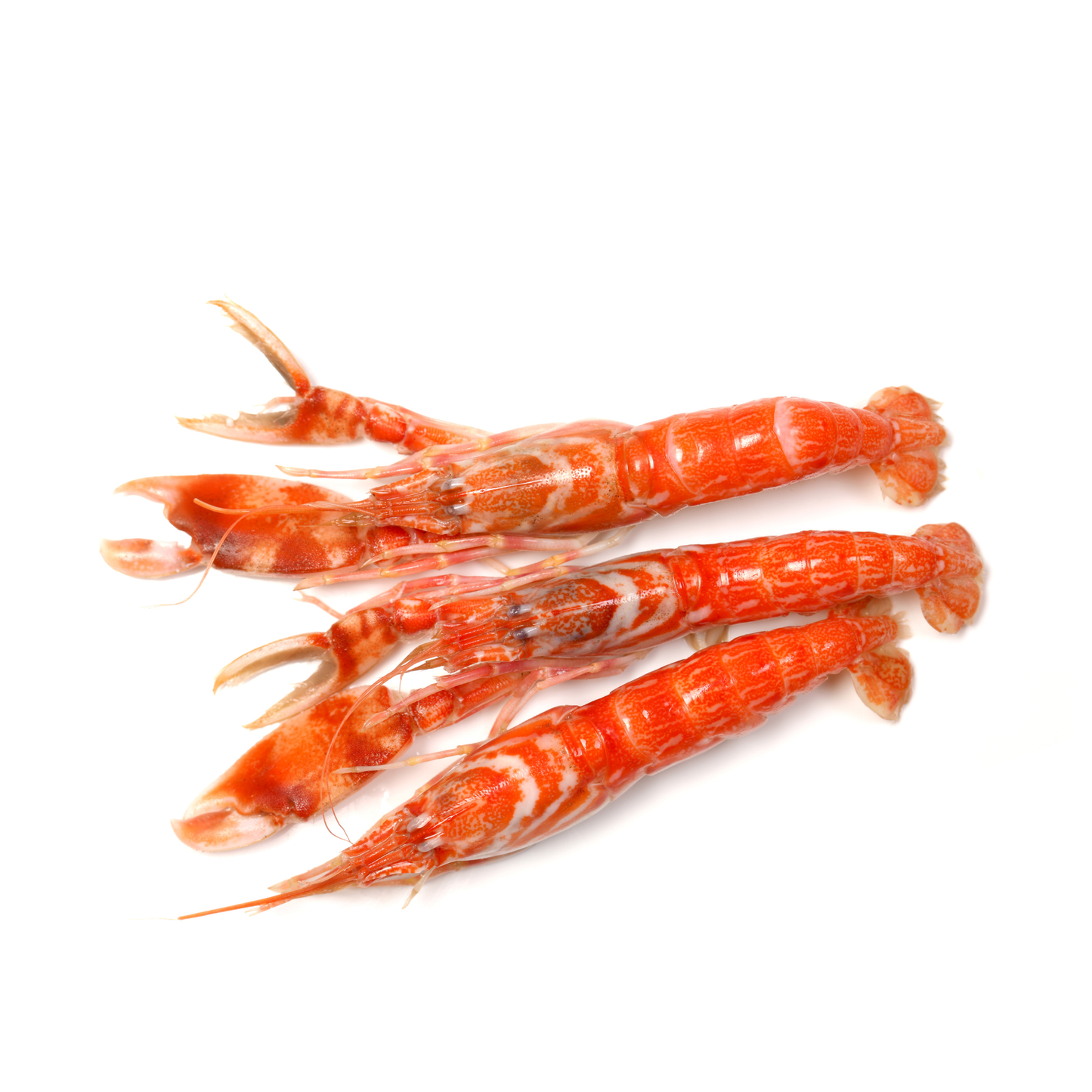 Frozen Langoustine size 8/12 800g